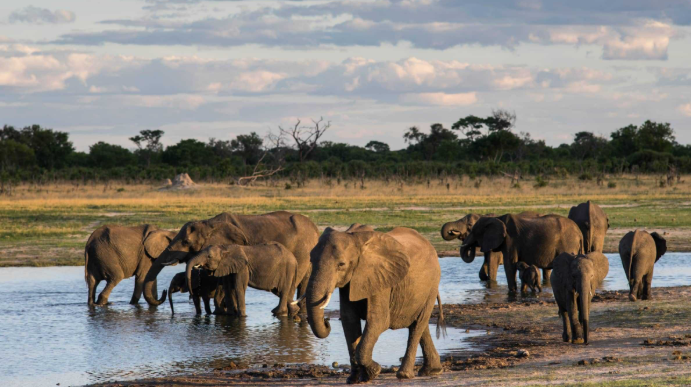 Elephants during a game drive safari