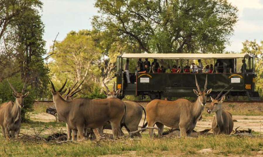 Wildlife Safari Tour Image